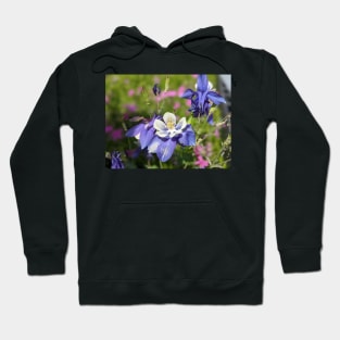 Rocky Mountain Columbine in Meadow Hoodie